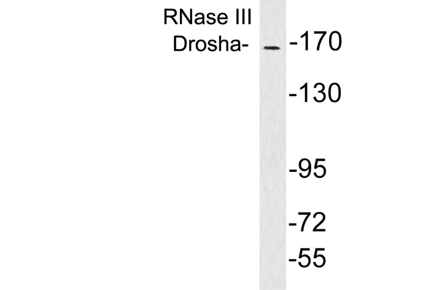 Western Blot - Anti-RNase III Drosha Antibody (R12-2334) - Antibodies.com