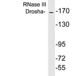 Western Blot - Anti-RNase III Drosha Antibody (R12-2334) - Antibodies.com
