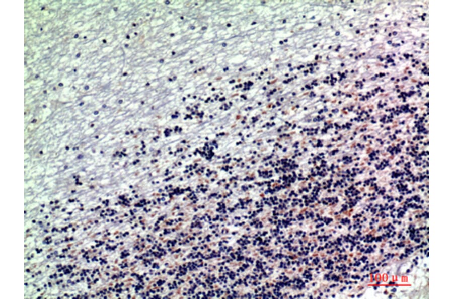 Immunohistochemistry - Anti-RNase III Drosha Antibody (R12-2334) - Antibodies.com