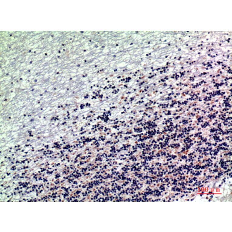 Immunohistochemistry - Anti-RNase III Drosha Antibody (R12-2334) - Antibodies.com