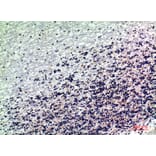 Immunohistochemistry - Anti-RNase III Drosha Antibody (R12-2334) - Antibodies.com
