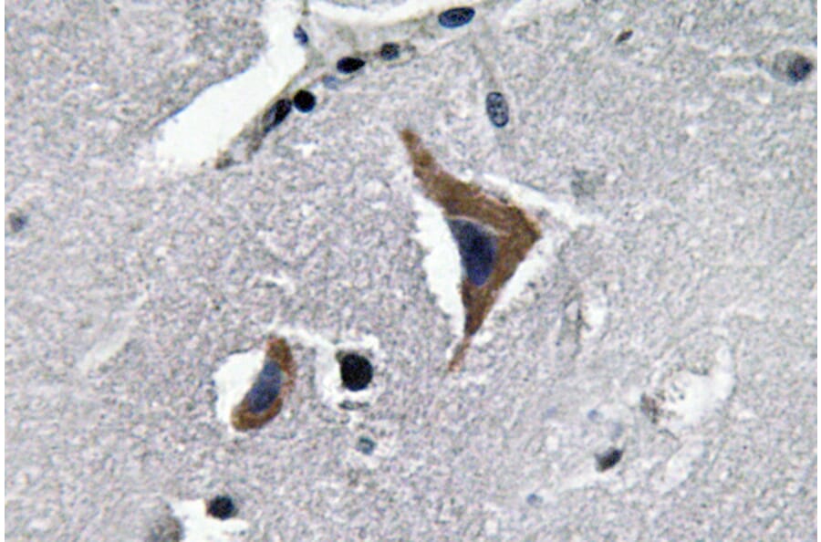 Immunohistochemistry - Anti-Neurophysin I Antibody (R12-2257) - Antibodies.com