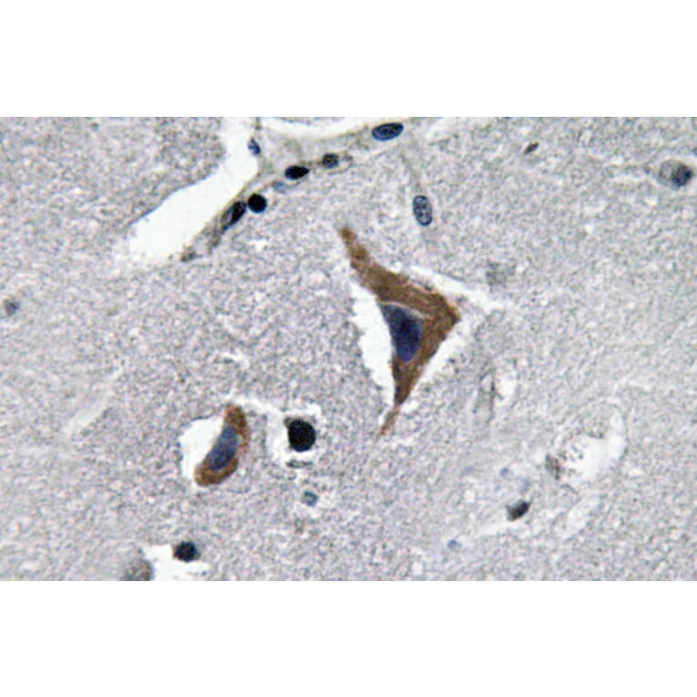 Immunohistochemistry - Anti-Neurophysin I Antibody (R12-2257) - Antibodies.com