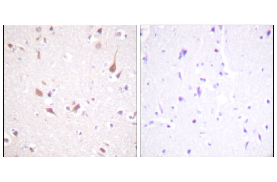 Immunohistochemistry - Anti-Mst1 + Mst2 Antibody (B0687) - Antibodies.com