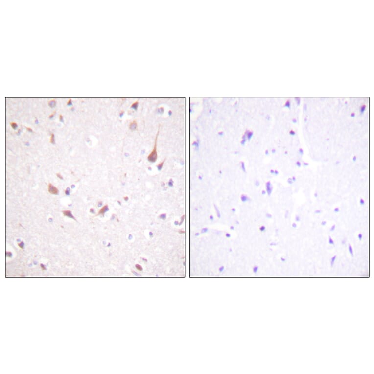 Immunohistochemistry - Anti-Mst1 + Mst2 Antibody (B0687) - Antibodies.com