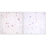 Immunohistochemistry - Anti-Mst1 + Mst2 Antibody (B0687) - Antibodies.com