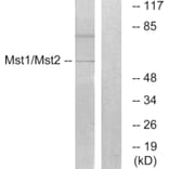 Western Blot - Anti-Mst1 + Mst2 Antibody (B0687) - Antibodies.com