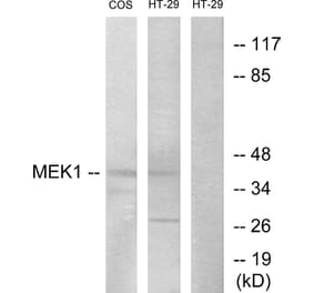 Western Blot - Anti-MEK1 + MEK2 Antibody (B7146) - Antibodies.com