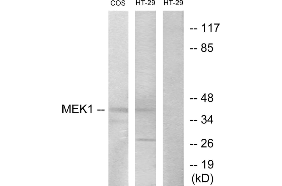 Western Blot - Anti-MEK1 + MEK2 Antibody (B7146) - Antibodies.com
