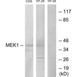 Western Blot - Anti-MEK1 + MEK2 Antibody (B7146) - Antibodies.com
