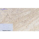 Immunohistochemistry - Anti-MEK1 + MEK2 Antibody (B7146) - Antibodies.com