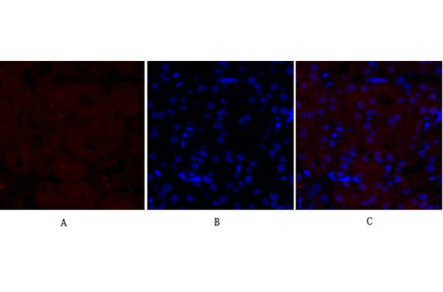 Immunofluorescence - Anti-MEK1 + MEK2 Antibody (B7146) - Antibodies.com