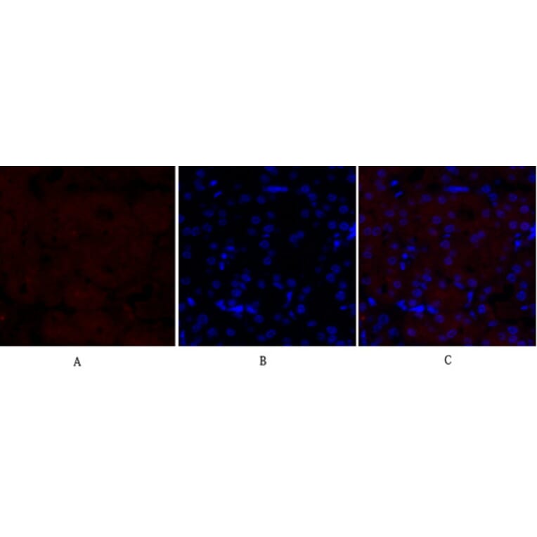 Immunofluorescence - Anti-MEK1 + MEK2 Antibody (B7146) - Antibodies.com