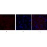 Immunofluorescence - Anti-MEK1 + MEK2 Antibody (B7146) - Antibodies.com