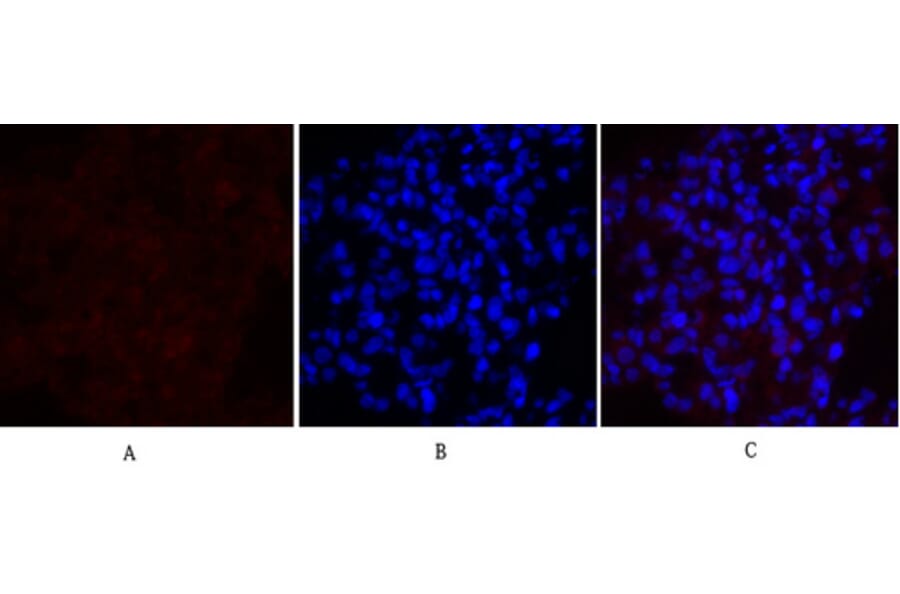 Immunofluorescence - Anti-MEK1 + MEK2 Antibody (B7146) - Antibodies.com
