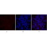 Immunofluorescence - Anti-MEK1 + MEK2 Antibody (B7146) - Antibodies.com