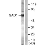 Western Blot - Anti-GAD1 + GAD2 Antibody (C0201) - Antibodies.com