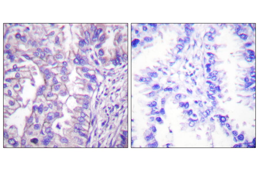 Immunohistochemistry - Anti-GAD1 + GAD2 Antibody (C0201) - Antibodies.com