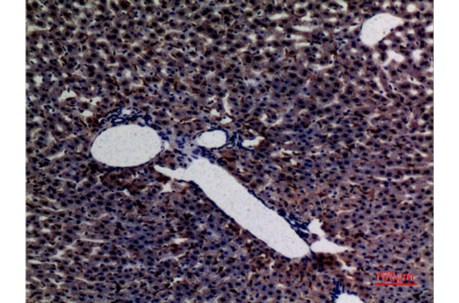Immunohistochemistry - Anti-AMY1 + AMY2 Antibody (C30063) - Antibodies.com