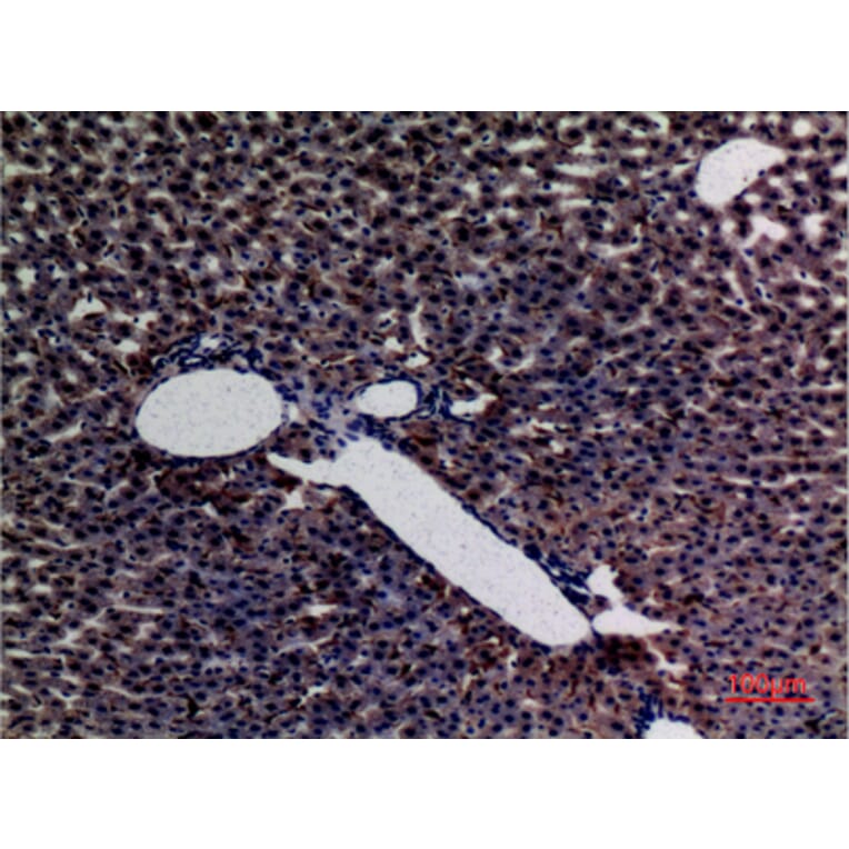 Immunohistochemistry - Anti-AMY1 + AMY2 Antibody (C30063) - Antibodies.com