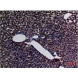 Immunohistochemistry - Anti-AMY1 + AMY2 Antibody (C30063) - Antibodies.com