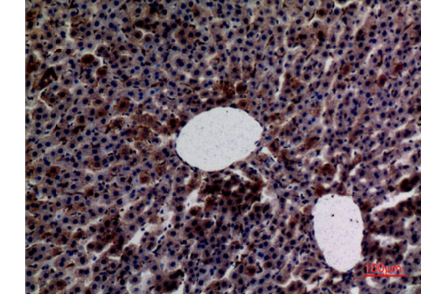 Immunohistochemistry - Anti-AMY1 + AMY2 Antibody (C30063) - Antibodies.com