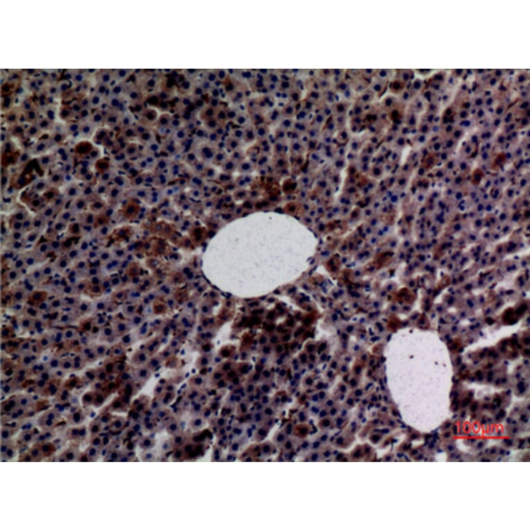 Immunohistochemistry - Anti-AMY1 + AMY2 Antibody (C30063) - Antibodies.com