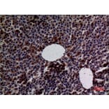 Immunohistochemistry - Anti-AMY1 + AMY2 Antibody (C30063) - Antibodies.com