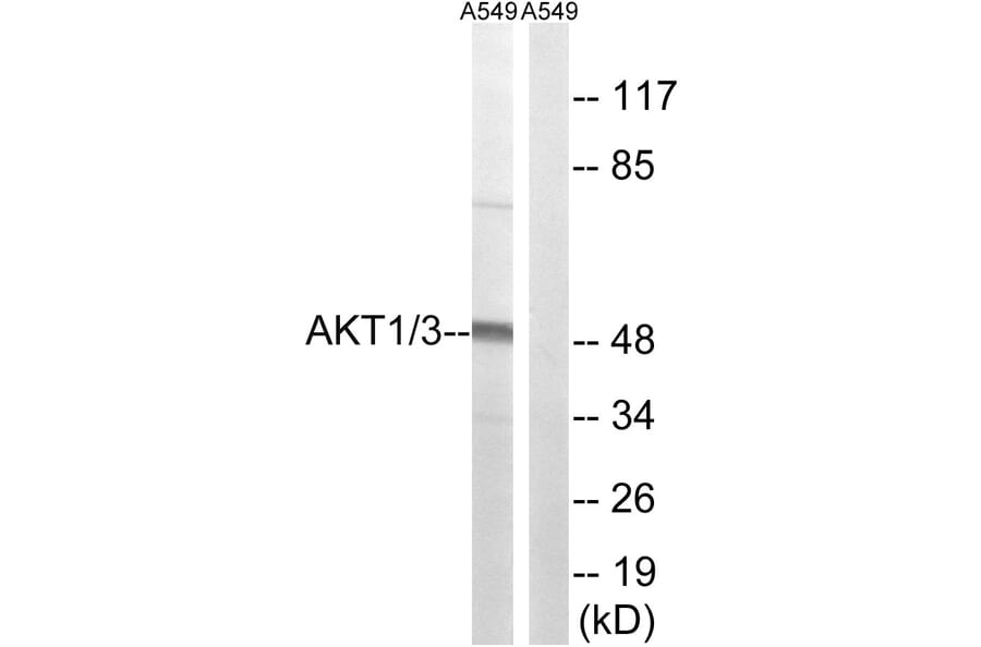 Western Blot - Anti-AKT1 + AKT3 Antibody (B8076) - Antibodies.com