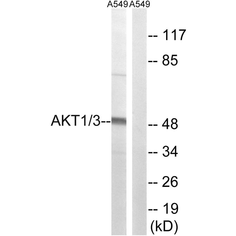 Western Blot - Anti-AKT1 + AKT3 Antibody (B8076) - Antibodies.com