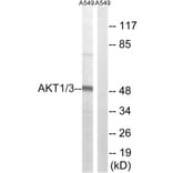 Western Blot - Anti-AKT1 + AKT3 Antibody (B8076) - Antibodies.com