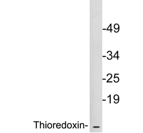 Western Blot - Anti-Thioredoxin Antibody (R12-2380) - Antibodies.com
