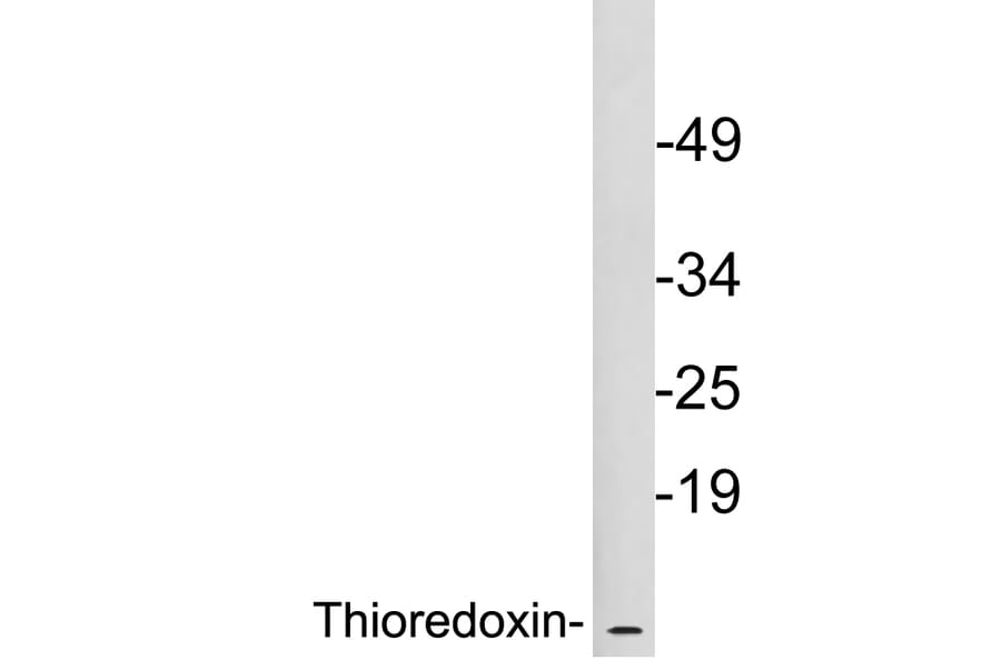 Western Blot - Anti-Thioredoxin Antibody (R12-2380) - Antibodies.com