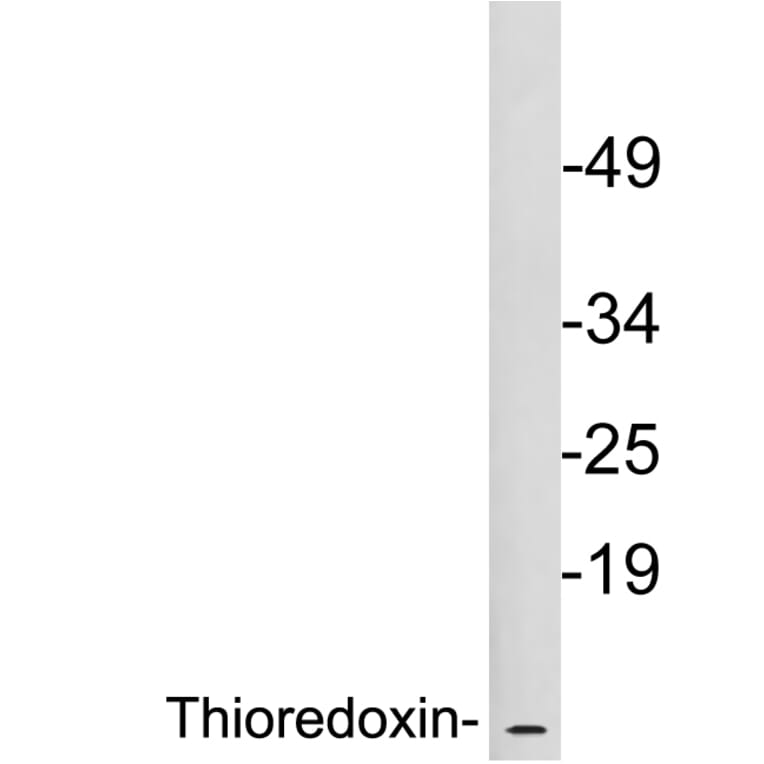 Western Blot - Anti-Thioredoxin Antibody (R12-2380) - Antibodies.com