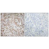 Immunohistochemistry - Anti-Synphilin-1 Antibody (R12-2371) - Antibodies.com