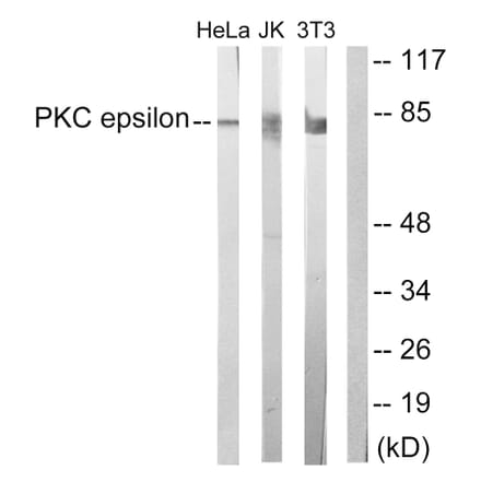 Western Blot - Anti-PKC epsilon Antibody (B0802) - Antibodies.com
