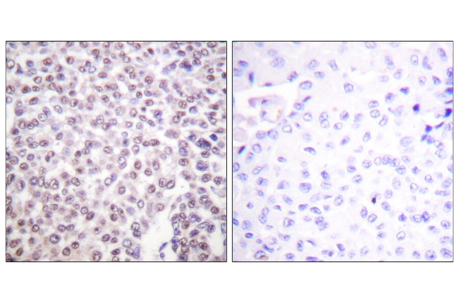 Immunohistochemistry - Anti-Histone H2B Antibody (D0023) - Antibodies.com