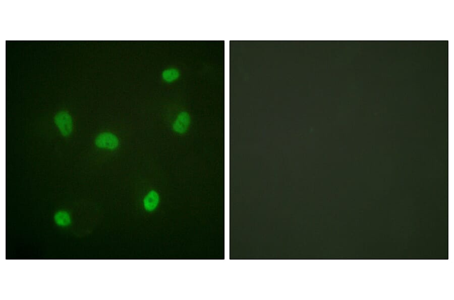 Immunofluorescence - Anti-Histone H2B Antibody (D0023) - Antibodies.com