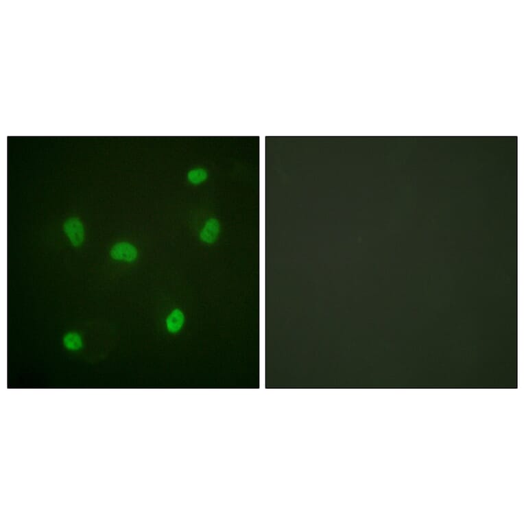 Immunofluorescence - Anti-Histone H2B Antibody (D0023) - Antibodies.com
