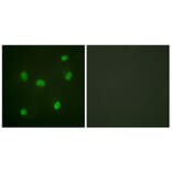 Immunofluorescence - Anti-Histone H2B Antibody (D0023) - Antibodies.com