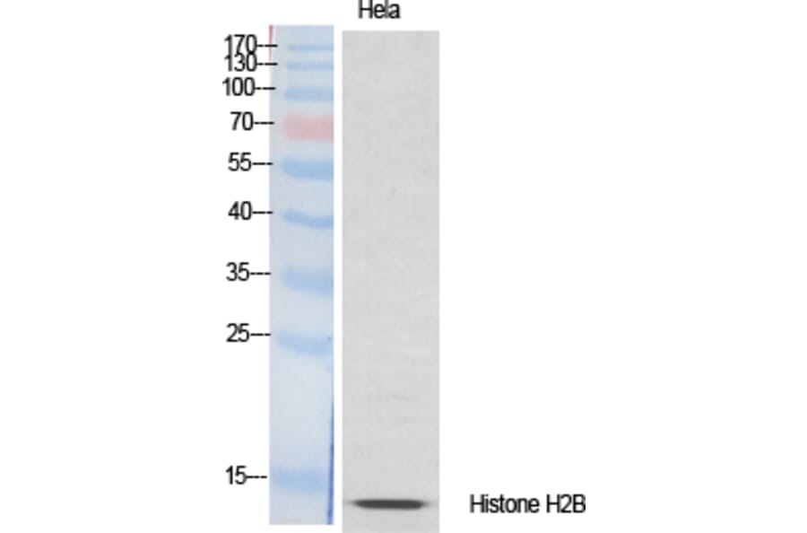 Western Blot - Anti-Histone H2B Antibody (D0023) - Antibodies.com