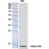Western Blot - Anti-Histone H2B Antibody (D0023) - Antibodies.com