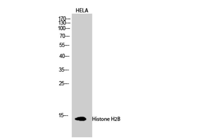 Western Blot - Anti-Histone H2B Antibody (D0023) - Antibodies.com