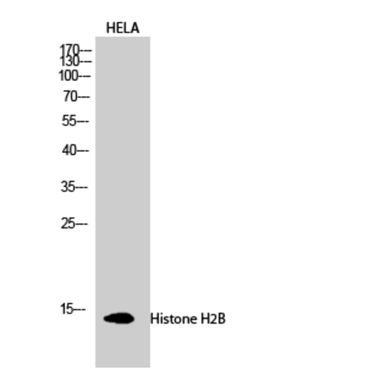 Western Blot - Anti-Histone H2B Antibody (D0023) - Antibodies.com