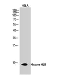 Western Blot - Anti-Histone H2B Antibody (D0023) - Antibodies.com