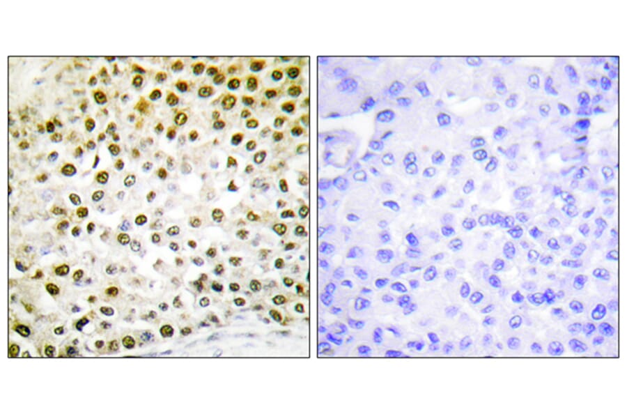 Immunohistochemistry - Anti-Histone H2B Antibody (D0025) - Antibodies.com