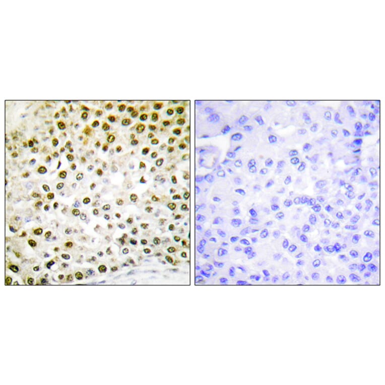 Immunohistochemistry - Anti-Histone H2B Antibody (D0025) - Antibodies.com