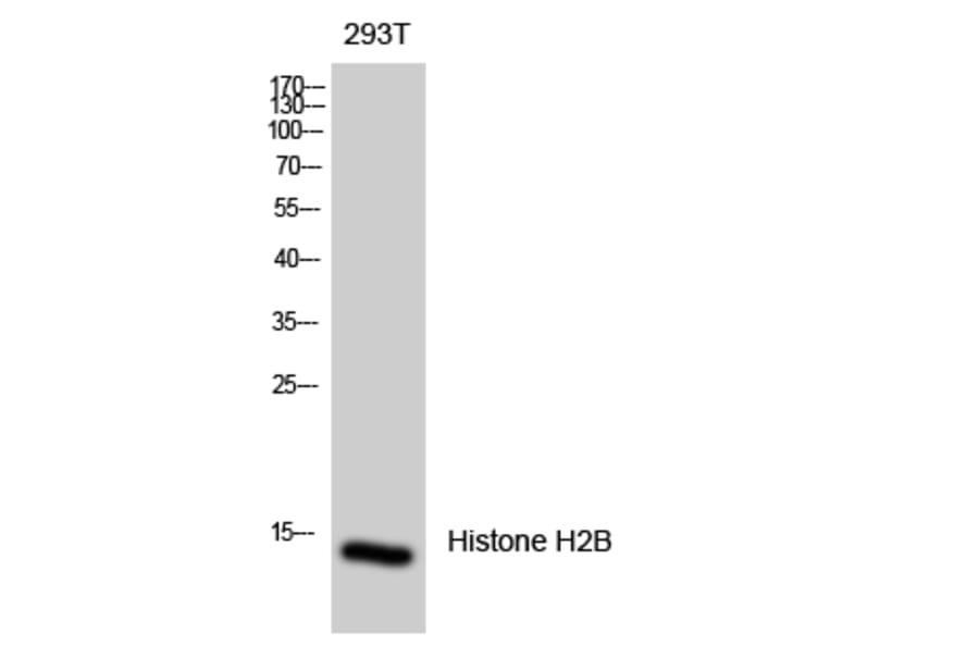 Western Blot - Anti-Histone H2B Antibody (D0025) - Antibodies.com