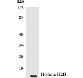 Western Blot - Anti-Histone H2B Antibody (R12-2879) - Antibodies.com