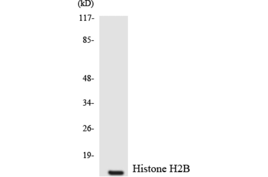 Western Blot - Anti-Histone H2B Antibody (R12-2879) - Antibodies.com